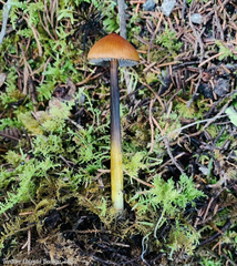 Hygrocybe