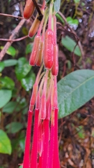 Fuchsia boliviana