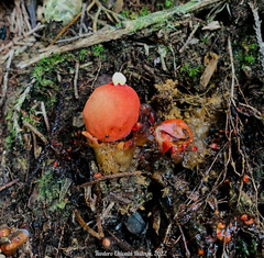 Calostoma cinnabarinum