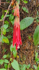 Fuchsia boliviana