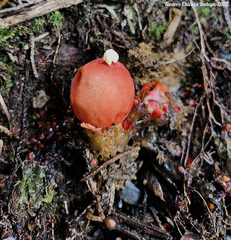 Calostoma cinnabarinum