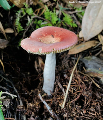 Russula