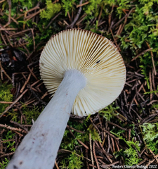 Russula