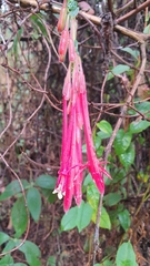 Fuchsia boliviana