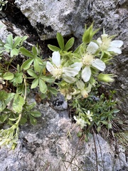 Potentilla caulescens