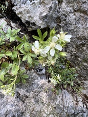 Potentilla caulescens