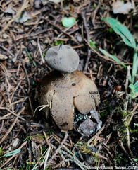 Geastrum