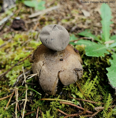 Geastrum