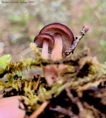 Gymnopus