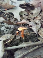 Cantharellus corallinus
