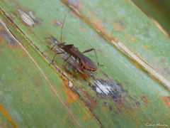 Neomegalotomus parvus