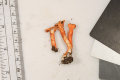 Cantharellus corallinus