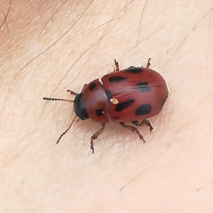 Gonioctena fornicata
