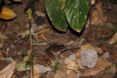 Limnonectes macrodon