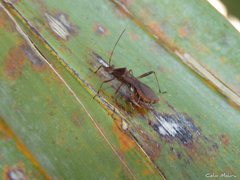 Neomegalotomus parvus