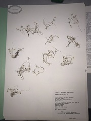 Ranunculus gmelinii