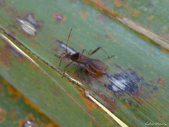 Neomegalotomus parvus