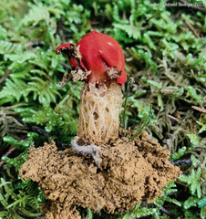 Calostoma cinnabarinum