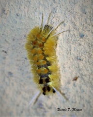 Lophocampa citrina