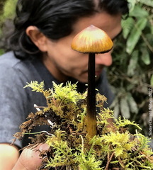 Hygrocybe