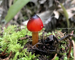 Hygrocybe conica