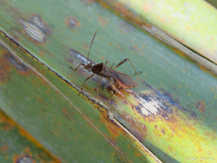 Neomegalotomus parvus