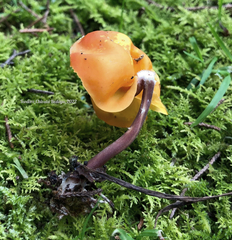 Hymenogloea papyracea