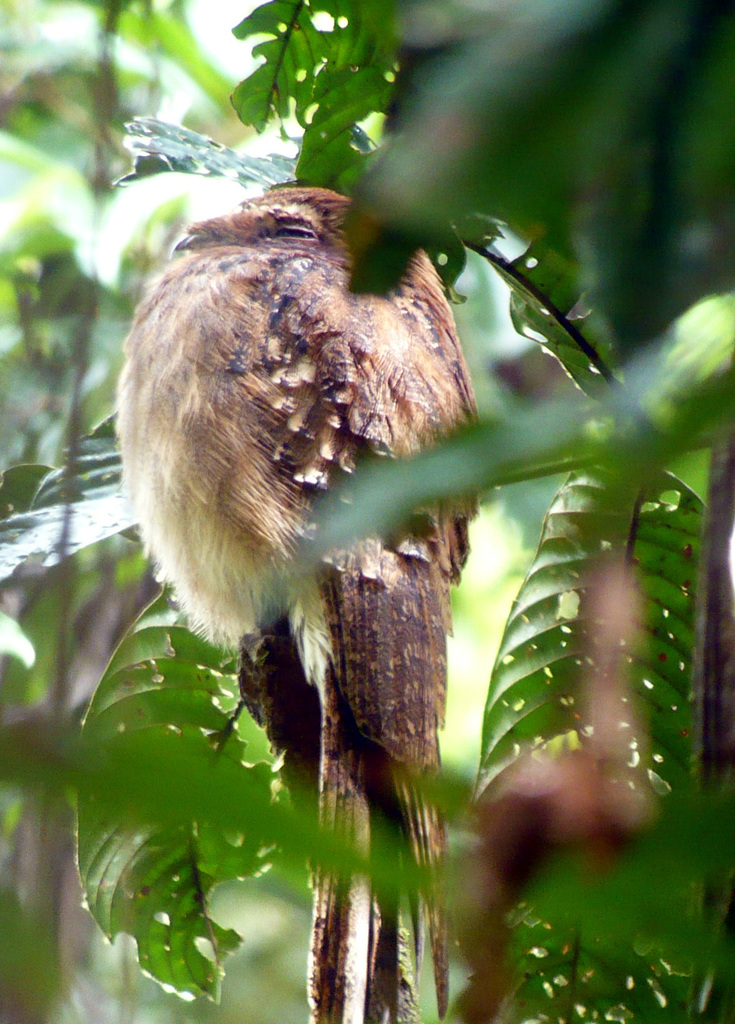 Long-tailed Potoo (Nyctibius aethereus) photo