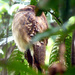 Long-tailed Potoo - Photo (c) Carol Foil, some rights reserved (CC BY-NC-ND)
