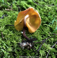 Hymenogloea papyracea