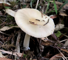 Amanita