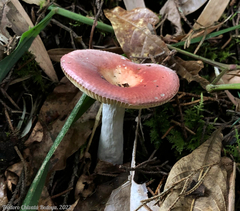 Russula