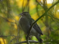 Coryphospingus pileatus