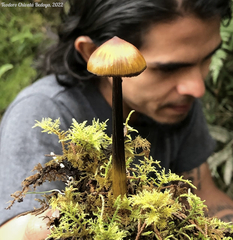 Hygrocybe