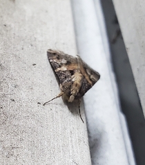 Melipotis famelica
