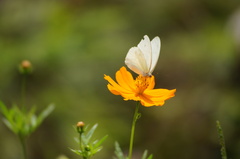 Leptophobia aripa