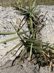 Panicum repens