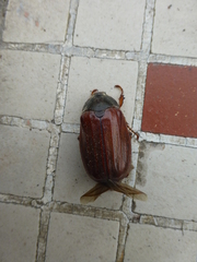 Melolontha melolontha
