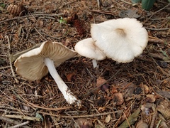 Marasmius nigrodiscus