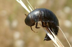 Silphidae