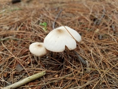 Marasmius nigrodiscus