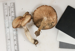 Marasmius nigrodiscus