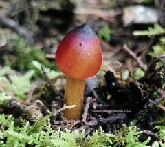 Hygrocybe conica