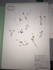 Halerpestes cymbalaria