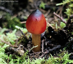 Hygrocybe conica