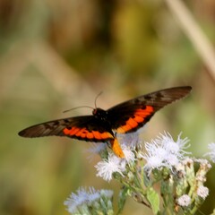Acraea egina