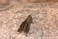 Pelopidas mathias