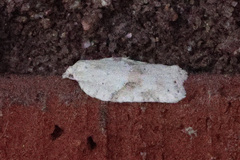 Acleris logiana