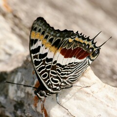 Charaxes castor