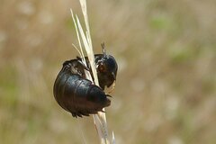 Silphidae